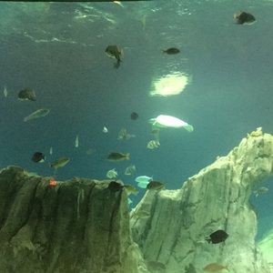 Meet your Posher, Dlissa